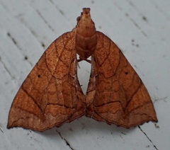 Eulithis diversilineata