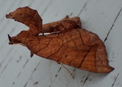 Eulithis diversilineata