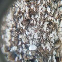 Eriococcus lagerstroemiae