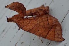 Eulithis diversilineata