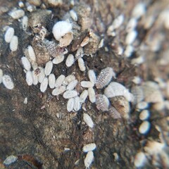 Eriococcus lagerstroemiae