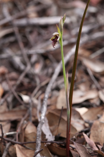 Image of Calochilus stramenicola by (c) Hugo Innes, some rights reserved (CC BY)