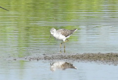 Tringa stagnatilis