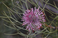 Isopogon divergens