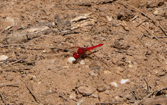 Diplacodes haematodes