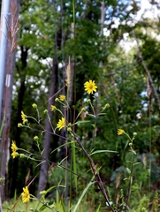 Helianthus schweinitzii