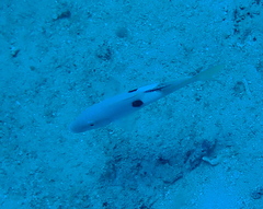 Parupeneus pleurostigma