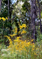 Helianthus schweinitzii