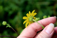 Helianthus schweinitzii
