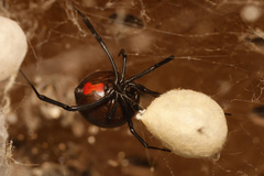 Latrodectus mactans
