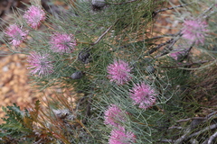 Isopogon divergens