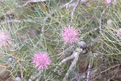 Isopogon divergens