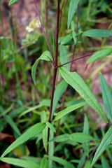 Helianthus schweinitzii
