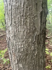 Betula lenta