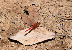 Diplacodes haematodes