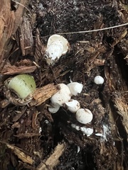 Asterophora lycoperdoides