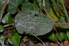 Golovinomyces sordidus