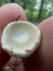 Asterophora lycoperdoides