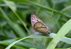 Junonia atlites