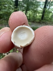 Asterophora lycoperdoides