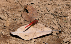 Diplacodes haematodes