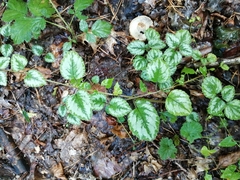 Lamium galeobdolon argentatum