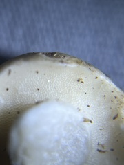 Asterophora lycoperdoides