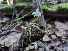 Sarcochilus falcatus