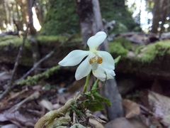 Sarcochilus falcatus