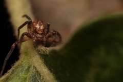 Philodromus aureolus