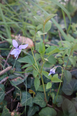 Viola reichenbachiana