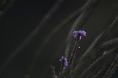 Verbena hastata