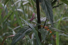 Verbena hastata