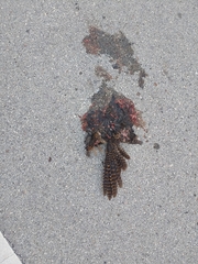 Antrostomus carolinensis