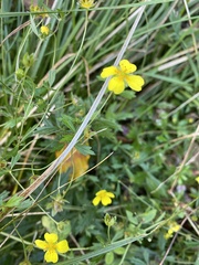 Potentilla argentea