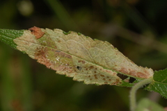 Calycomyza flavinotum