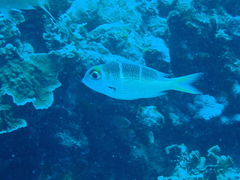 Monotaxis heterodon