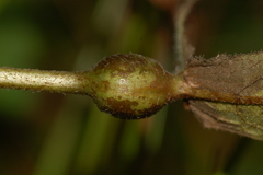 Neolasioptera perfoliata