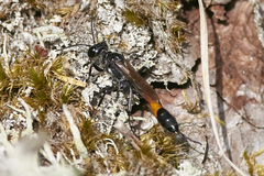 Ammophila