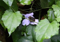 Notocrypta paralysos