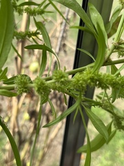 Rumex maritimus