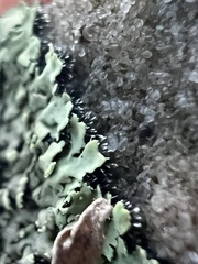 Phaeophyscia