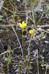 Saxifraga hirculus