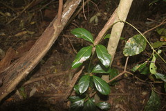 Cissus sterculiifolia