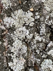 Lecanoromycetidae