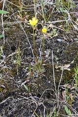 Saxifraga hirculus