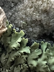 Phaeophyscia