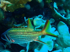 Neoniphon sammara