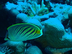 Chaetodon pelewensis
