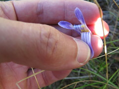 Gentianopsis holopetala